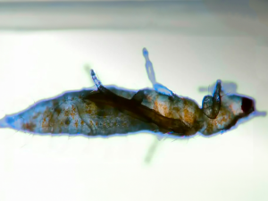 Nematodos entomopatógenos, diminutos, pero con gran capacidad para controlar plagas agrícolas
