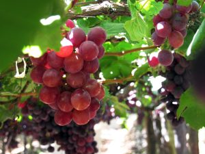 Herramientas para reducir y optimizar el uso de fungicidas en uva de mesa