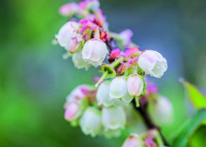El futuro de la industria arandanera está en la diferenciación genética