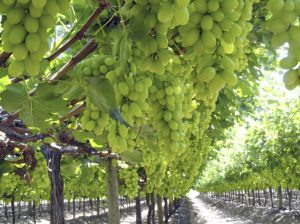 Ministro Valenzuela por Systems Approach: “Hay un avance definitivo para que Chile exporte uva de mesa sin fumigación”