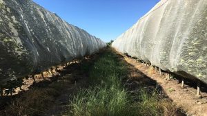 DRAPENET: Sistema de protección de frutales