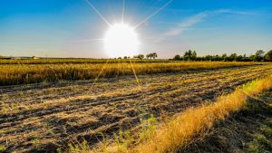 Llaman a extremar cuidados en huertos por ola de calor en Chile