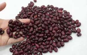 Impulsan la producción de fríjol con semilla mejorada en Zacatecas, Durango y Nayarit