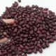 Impulsan la producción de fríjol con semilla mejorada en Zacatecas, Durango y Nayarit