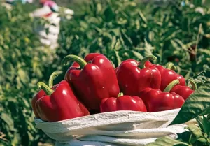 México y Canadá acuerdan reforzar el intercambio comercial de productos agropecuarios