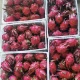 Exportaciones de pitahaya superan en tres meses todo lo enviado en 2024