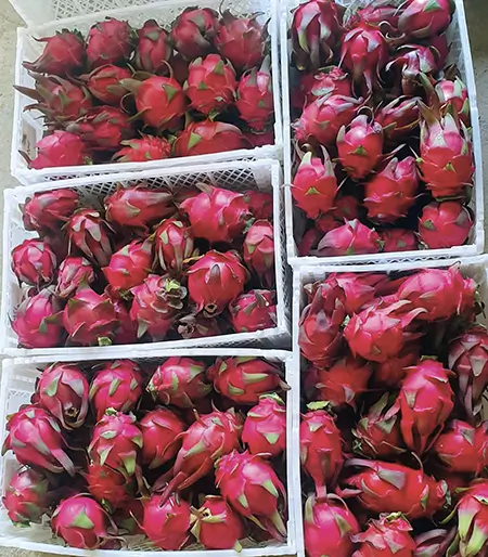 Frutos de pitahaya