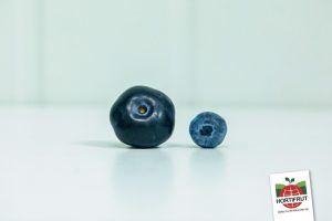 Hortifrut logra cosecha de súper arándano de la variedad Imperial