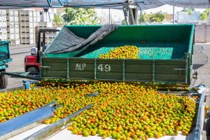 México aumenta 3,5% en valor de exportaciones hortofrutícolas en 2023