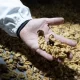 Chilenut proyecta una producción de 180.000 toneladas de nueces para la campaña 2024