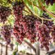 El 64% de las exportaciones de uvas de mesa chilenas será de nuevas variedades