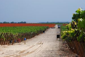 El Niño le cuesta US$150 millones a la uva de mesa en Piura