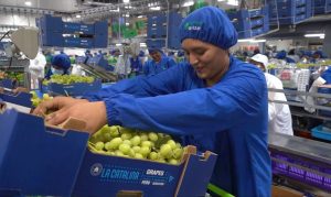 Agrokasa implementa sistema de refrigeración de amoniaco en planta de uva de mesa en Ica