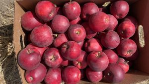 Los nuevos clones de Gala que llegan a renovar la paleta varietal de manzanas