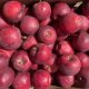 Los nuevos clones de Gala que llegan a renovar la paleta varietal de manzanas