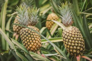 El MinAgricultura fortalece la producción de piña, plátano y mora en el país