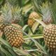 El MinAgricultura fortalece la producción de piña, plátano y mora en el país