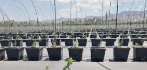 Reutilización del agua de drenaje en cultivos hidropónicos: optimización de recursos y cultivos más sostenibles