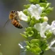 Cada año se pierden hasta el 40% de las colmenas de abejas en Colombia