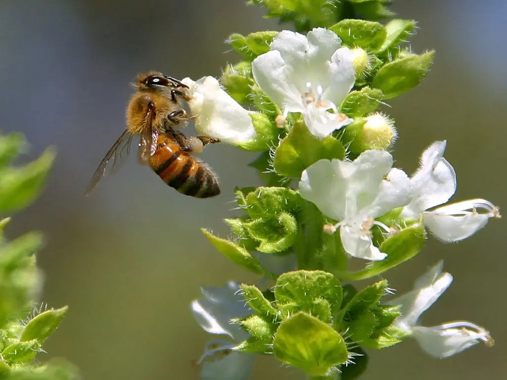 Cada año se pierden hasta el 40% de las colmenas de abejas en Colombia