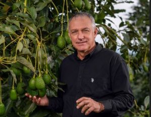 Plátano, aguacate y cítricos liderarían el crecimiento del sector hortofrutícola colombiano