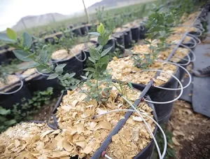 Arándano en maceta: la calidad del agua como eje del diseño productivo