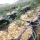 Arándano en maceta: la calidad del agua como eje del diseño productivo
