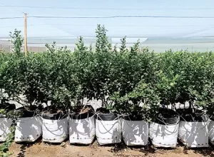 Arándano en macetas será el foco del 2do. Curso Internacional de Arándano Perú 2026