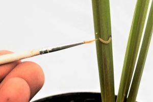 Combinación de insecticidas, clave para atacar polilla que afecta los cultivos de arroz