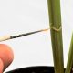 Combinación de insecticidas, clave para atacar polilla que afecta los cultivos de arroz