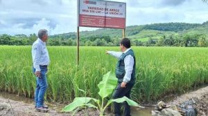Presentan nueva variedad de arroz que aumenta el rendimiento hasta un 15%