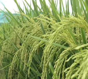 Arroceros de Colombia y Panamá sellan alianza estratégica para transformar el sector