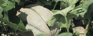 Producción de melón mexicano en nivel más alto en tres años