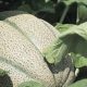 Producción de melón mexicano en nivel más alto en tres años