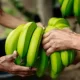Bananeros colombianos en Fruit Attraction: presentarán la fruta como ejemplo de sostenibilidad y seguridad agroexportadora