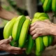 INIA avanza en la búsqueda de tolerancia a Fusarium en banano