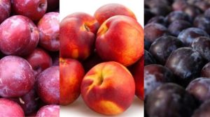 Exportaciones de carozos serían 15% mayores que la temporada pasada