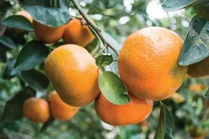 Presentan un nuevo patrón tolerante al virus de la tristeza en cítricos