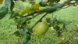 Consolidan modelo científico para comprender la dinámica del HLB de los cítricos en Colombia