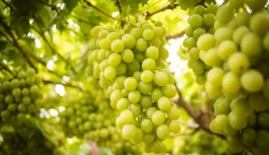 El precio de la uva peruana apunta a dispararse impulsado por una oferta varietal más sofisticada