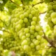 El precio de la uva peruana apunta a dispararse impulsado por una oferta varietal más sofisticada