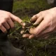 Expertos impulsan rehabilitación de suelos ácidos con soluciones sustentables