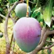 El mango peruano busca consolidar su liderazgo global en medio de nuevos retos comerciales