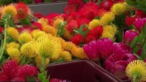 Colombia exportará flores de corte de Protea spp. a Brasil
