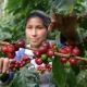 Caficultores colombianos activan bolsa de $50.000 millones para fertilización ante riesgo climático