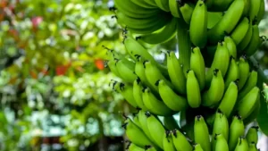 Banano y aguacate Hass impulsan el crecimiento de las exportaciones frutícolas de Colombia