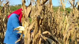 Campo mexicano en paro: agricultores de 17 estados exigen precio de garantía para el maíz