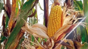 La FAO activa alerta por la caída en la producción de cereales en México