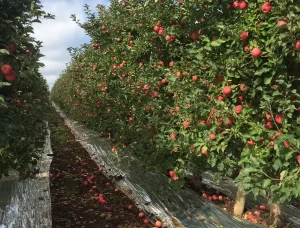 México analiza posibles prácticas desleales en importaciones de manzana estadounidense