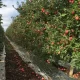 México analiza posibles prácticas desleales en importaciones de manzana estadounidense